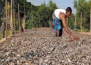 বিদেশে যাচ্ছে মুরাদনগরের সিদল শুঁটকি