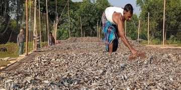 বিদেশে যাচ্ছে মুরাদনগরের সিদল শুঁটকি