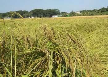 জামাই মুখের ধান সুগন্ধি তুলশীমালা