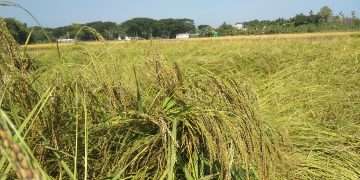 জামাই মুখের ধান সুগন্ধি তুলশীমালা