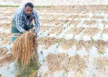 বৃষ্টিতে আমনের ব্যাপক ক্ষতির শঙ্কা