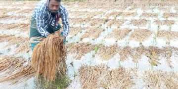 বৃষ্টিতে আমনের ব্যাপক ক্ষতির শঙ্কা