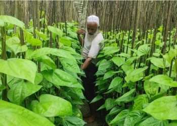 পান চাষে সচ্ছল