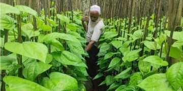 পান চাষে সচ্ছল