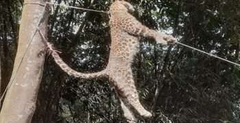 কিশোরগঞ্জে চিতা বাঘের থাবায় আহত ৪