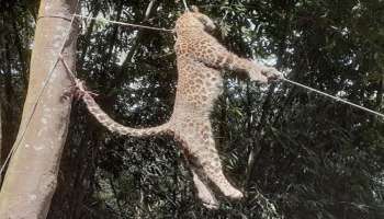 কিশোরগঞ্জে চিতা বাঘের থাবায় আহত ৪