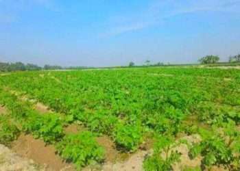 তিস্তার চরে স্বপ্ন বুনছেন কৃষক