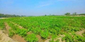 তিস্তার চরে স্বপ্ন বুনছেন কৃষক