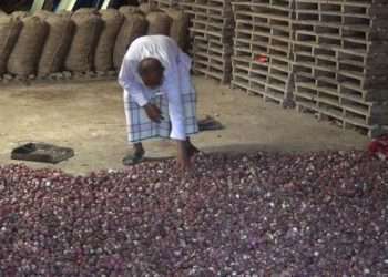 ক্রেতা নেই, পেঁয়াজে পচন