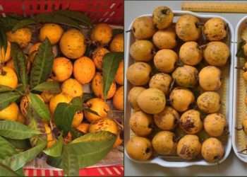 গারো পাহাড়ে টিসা বা ডিম ফল চাষের উজ্জ্বল সম্ভাবনা