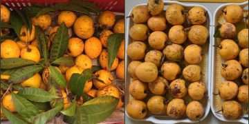 গারো পাহাড়ে টিসা বা ডিম ফল চাষের উজ্জ্বল সম্ভাবনা