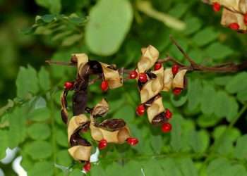 রঞ্জনা নামের বৃক্ষ