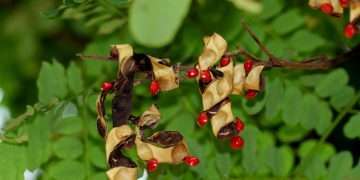 রঞ্জনা নামের বৃক্ষ