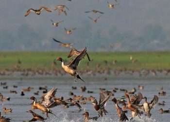 বিষটোপে মারা হচ্ছে অতিথি পাখি