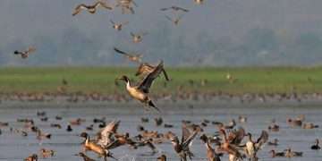 বিষটোপে মারা হচ্ছে অতিথি পাখি