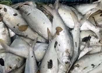 পুকুরে মিলল ২ কেজির ইলিশ