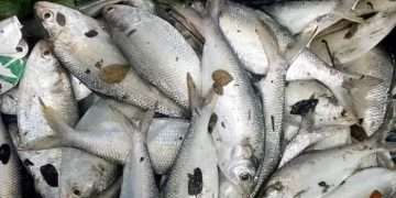 পুকুরে মিলল ২ কেজির ইলিশ