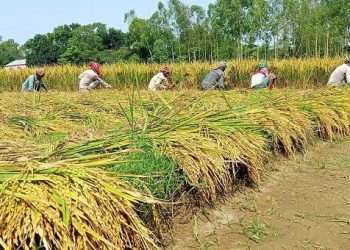 আবাদি জমি কমেছে, তবে বাড়ছে ফসলের উৎপাদন
