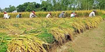 আবাদি জমি কমেছে, তবে বাড়ছে ফসলের উৎপাদন