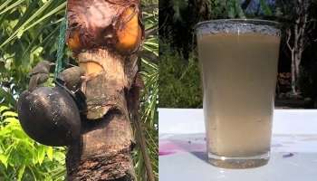 রস সরবরাহেই আনন্দ