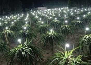 বৈদ্যুতিক বাতি জ্বালিয়ে ড্রাগন চাষ