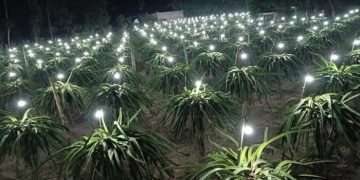 বৈদ্যুতিক বাতি জ্বালিয়ে ড্রাগন চাষ