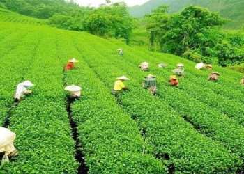 দেশে চা-চাষের ১৭০ বছরের ইতিহাসে সর্বোচ্চ