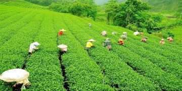 দেশে চা-চাষের ১৭০ বছরের ইতিহাসে সর্বোচ্চ