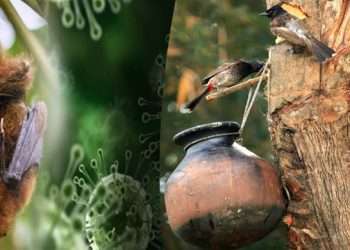 খেজুরের কাঁচা রস বিক্রিতে নিষেধাজ্ঞা