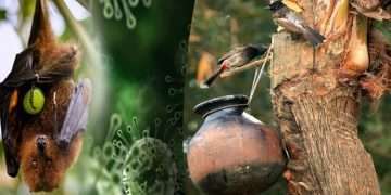 খেজুরের কাঁচা রস বিক্রিতে নিষেধাজ্ঞা