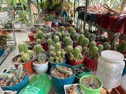 হাজার গাছের নজরকাড়া ছাদবাগান