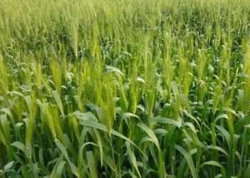 গমের সবুজ পাতার সমারোহ, বাম্পার ফলনের আশা