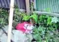 সেনবাগে শপিং ব্যাগে নবজাতকের লাশ