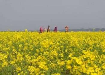 সরিষার আবাদ, বাম্পার ফলনের সম্ভাবনা