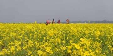 সরিষার আবাদ, বাম্পার ফলনের সম্ভাবনা