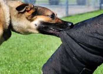 চট্টগ্রামে কুকুরে কামড়ানো রোগী বাড়ছে