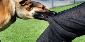 চট্টগ্রামে কুকুরে কামড়ানো রোগী বাড়ছে