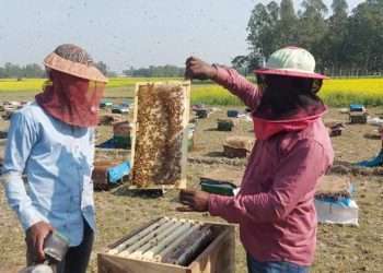 রাণীনগরে মধু সংগ্রহে ব্যস্ত মৌয়ালরা