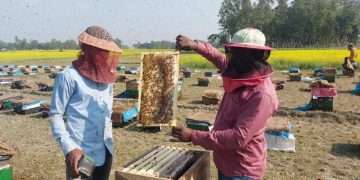 রাণীনগরে মধু সংগ্রহে ব্যস্ত মৌয়ালরা