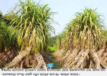 আখের ওজনে কারচুপির অভিযোগ