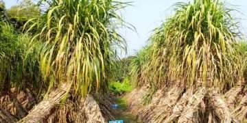 আখের ওজনে কারচুপির অভিযোগ