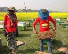 চলতি মওসুমে ২ হাজার মেট্টিক টন মধু উৎপাদ