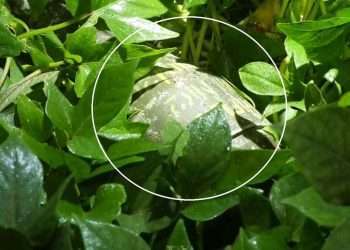 মর্টার শেলের সন্ধান