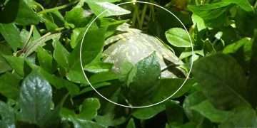 মর্টার শেলের সন্ধান