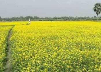 সরিষা ফুলে কৃষকের হলদে স্বপ্ন