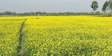 সরিষা ফুলে কৃষকের হলদে স্বপ্ন