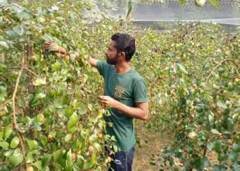 কুল চাষে স্বাবলম্বী দশ যুবক