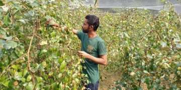 কুল চাষে স্বাবলম্বী দশ যুবক