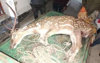 পাথরঘাটার বিষখালী নদী থেকে পাল্লা হরিণ উদ্ধার