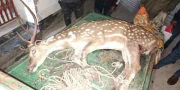 পাথরঘাটার বিষখালী নদী থেকে পাল্লা হরিণ উদ্ধার